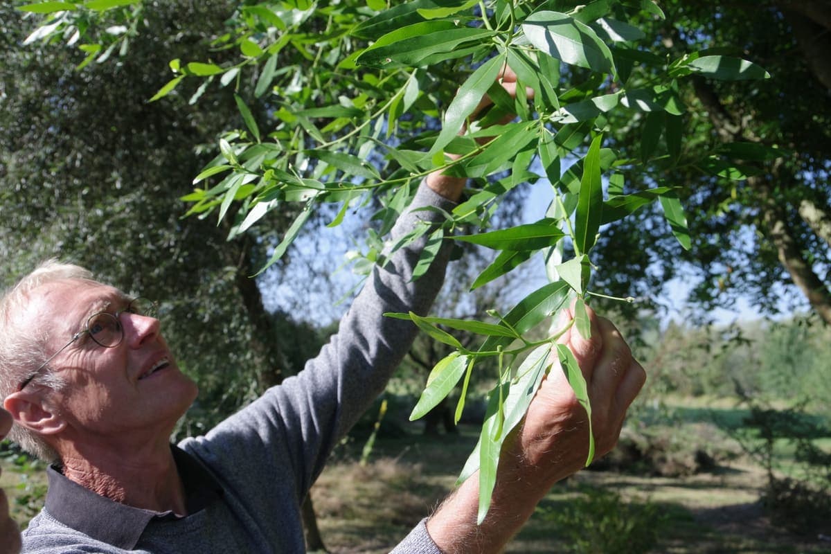 Un Gardien du réseau CCVS examinant les feuilles d'un arbre qu'il conserve