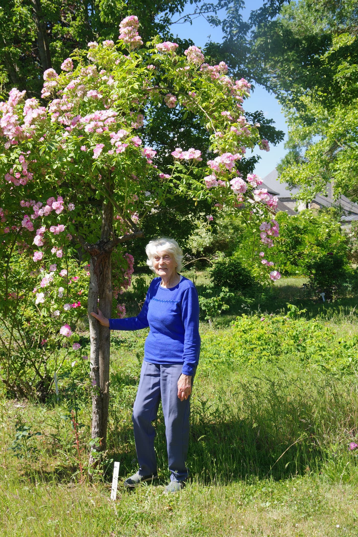 Une Gardienne du réseau CCVS devant le rosier auquel son nom a été donné