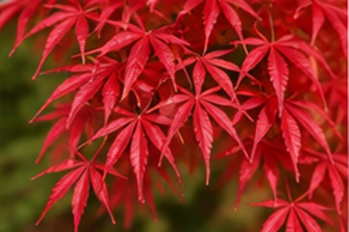 Erable du japon