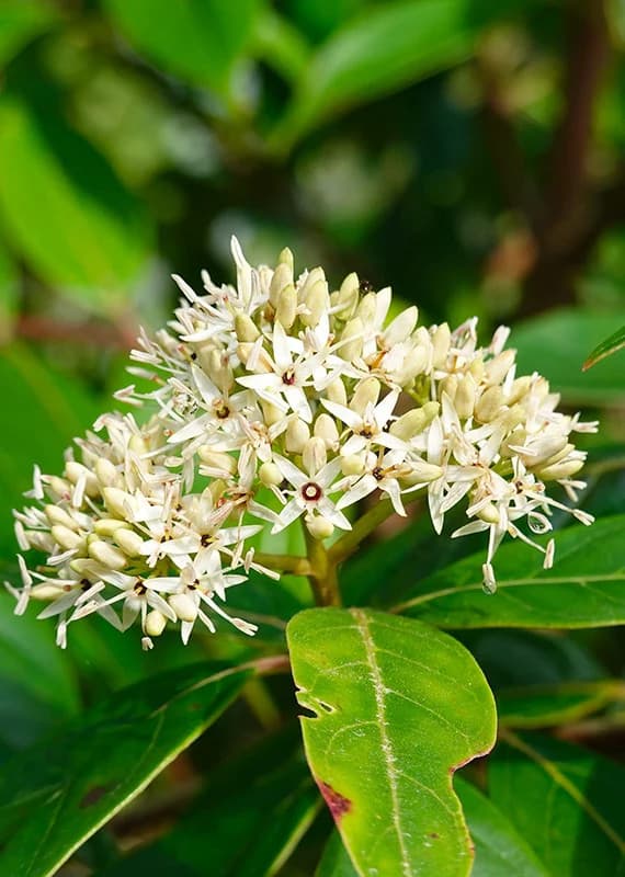 Cornus oblonga