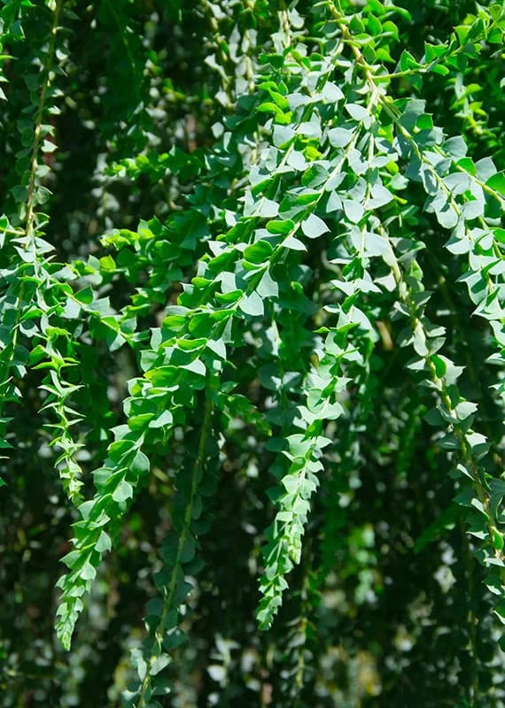 Acacia pravissima