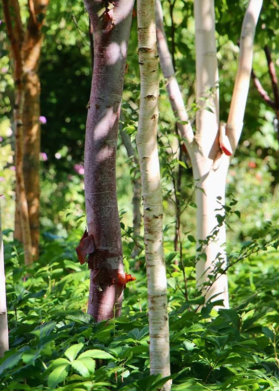 Betula davurica - Betula rilong - Betula szechuanica