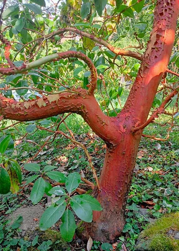 Arbutus menziesii