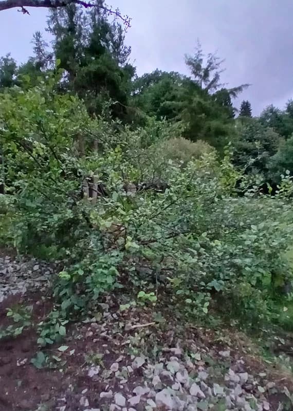 Styrax confusus