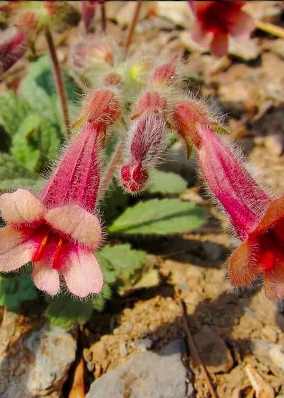 Rehmannia