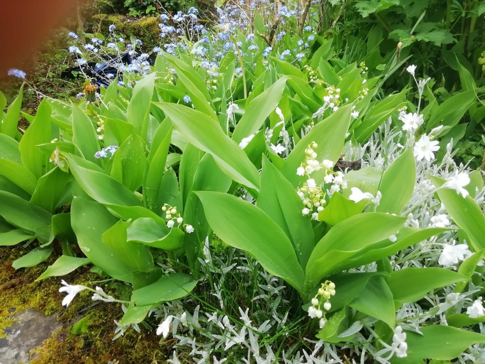 Muguet de mai