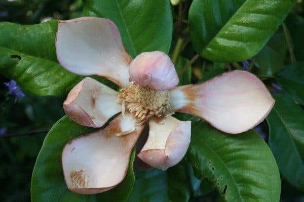 Magnolia de Delavay à fleurs rouges