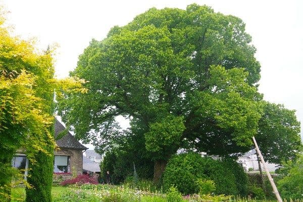 Tilleul à grandes feuilles