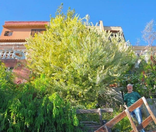 Mimosa de Coveny