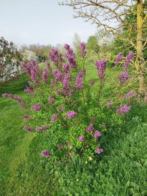 Lilas 'Duplex'
