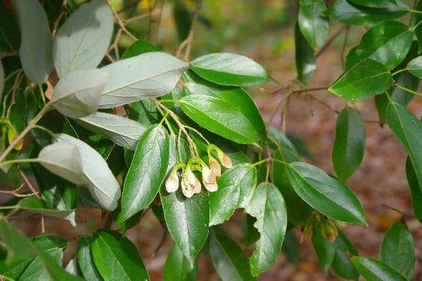 Érable à feuilles de vigne