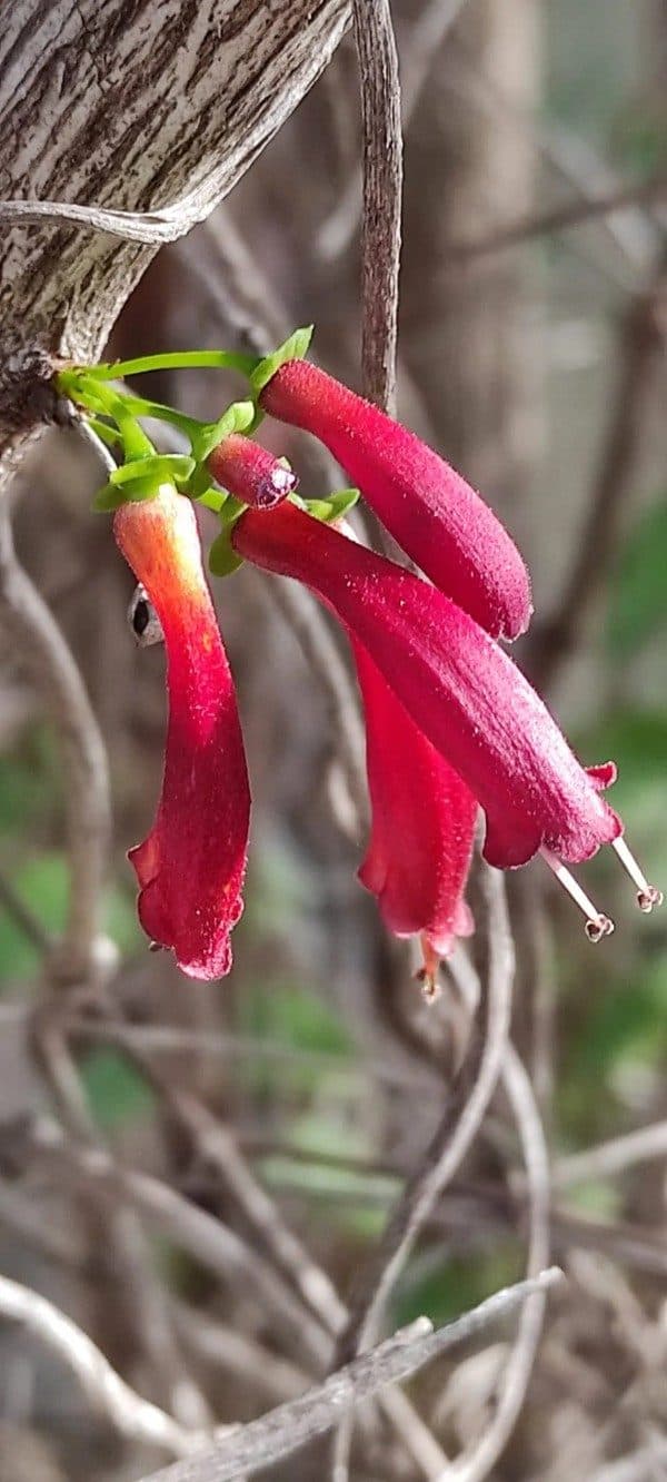 Arbre-fuchsia ou chèvrefeuille africain