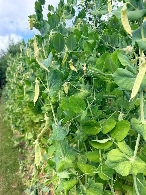 Pois mangetout 'Fondant de Saint-Désirat'