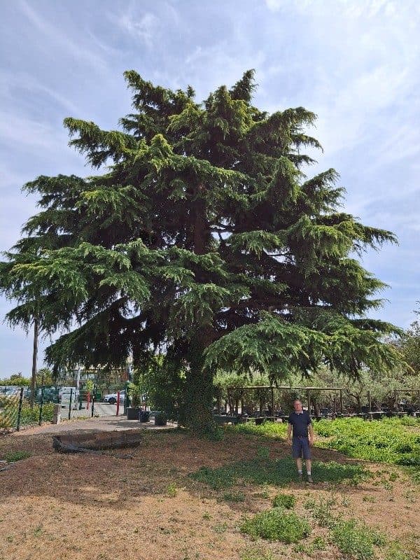 Cèdre de l'Himalaya doré