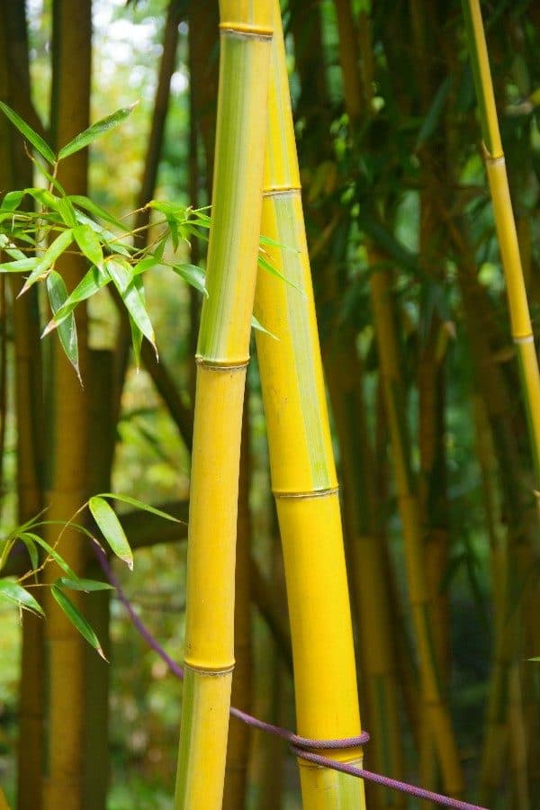 Bambou géant de Chine