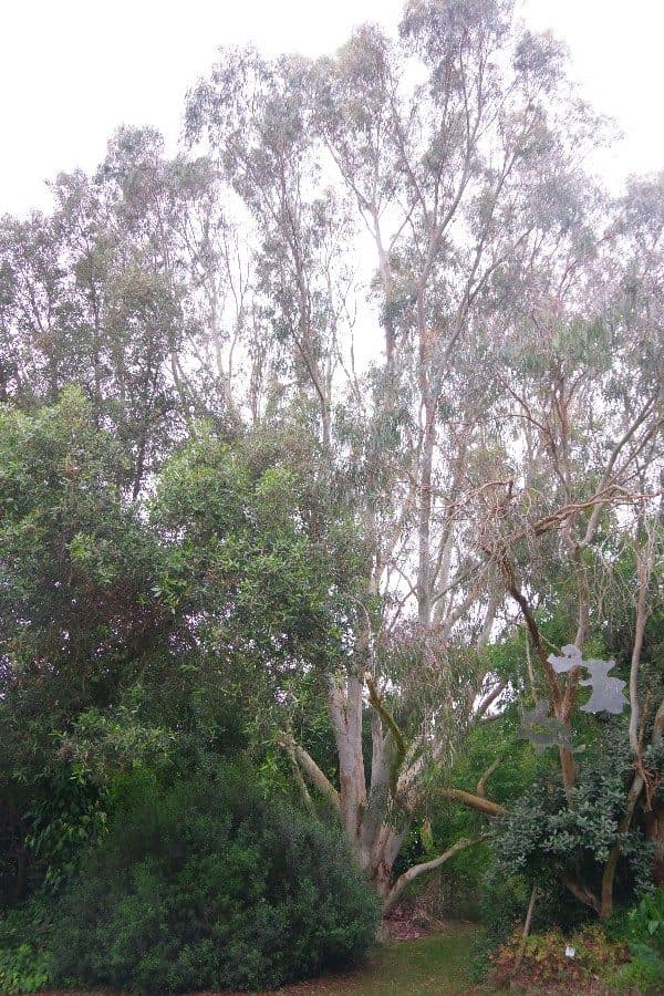 Eucalyptus à écorce de fer rouge