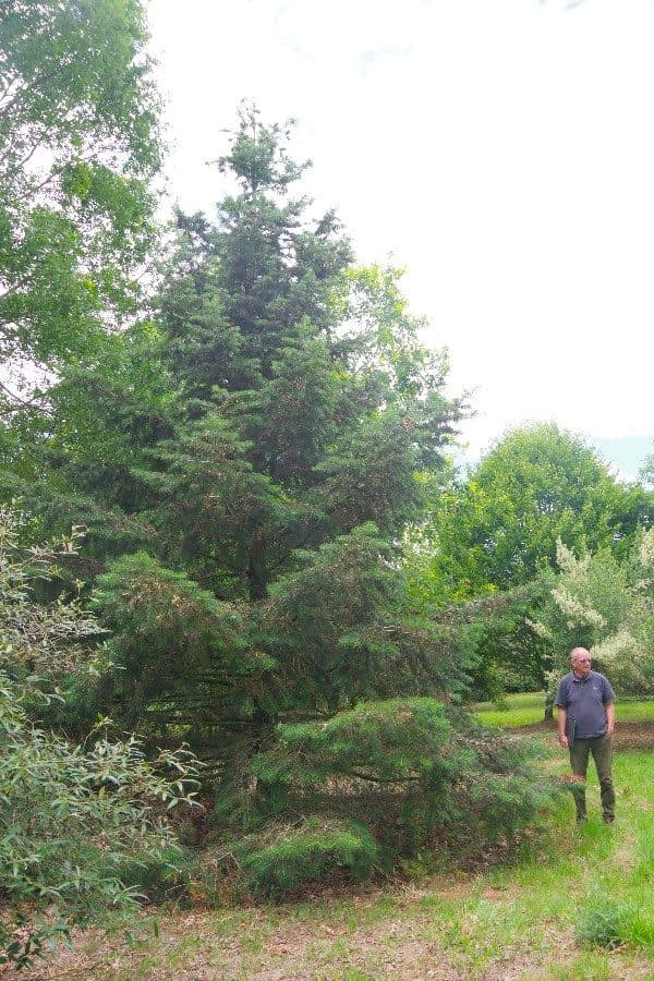 Sapin de Santa Lucia