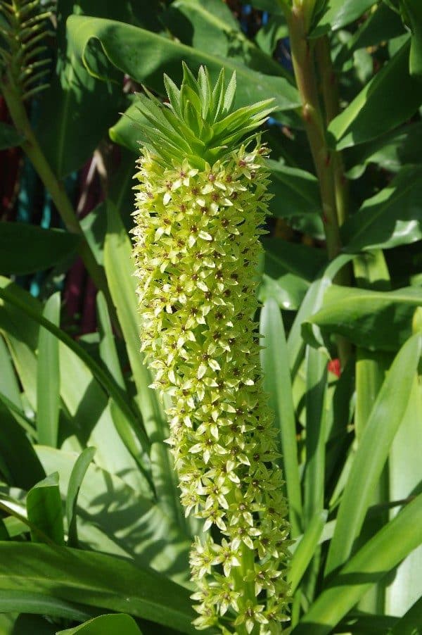 Fleur ananas