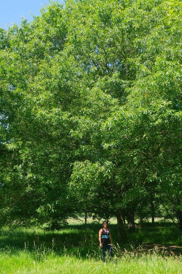 Chêne à feuilles de Saule